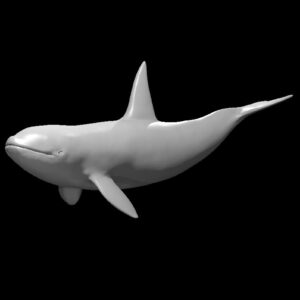 Killer Whale