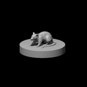 Rat