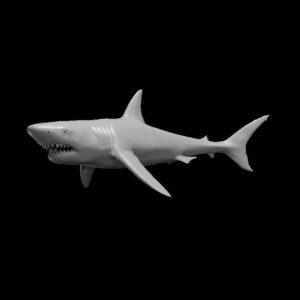 Reef Shark