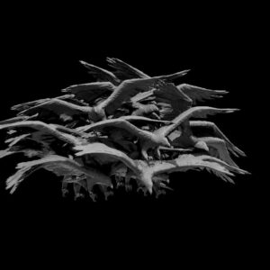 Swarm of Ravens