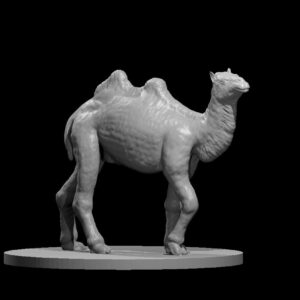 Camel