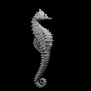 Giant Seahorse
