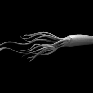 Giant Squid